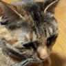 花やん's profile picture