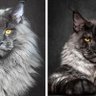Mr Cat 的头像