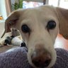 Václava Kučerová profil fotoğrafı