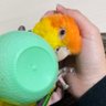 シロハラのピノ🍈 的头像