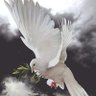 عبدالكريم الصباري's profile picture