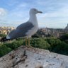 La Gaviota Basada 的头像