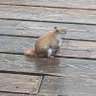 Toronto Squirrel profil fotoğrafı
