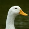 whitecyberduck profil fotoğrafı