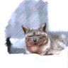 Profilbild von えびふぃれおばーがーニキ