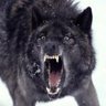 BlackWolf321's profile picture