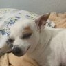 Locomélo's profile picture