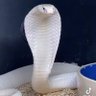 Joseph Van Tress III's profile picture
