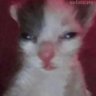 Goose's profile picture