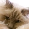 wolfeagle profil fotoğrafı