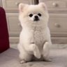 Фото профиля ぼく、ポメラニアンのぽんちゃん!