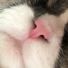 ねこ profil fotoğrafı