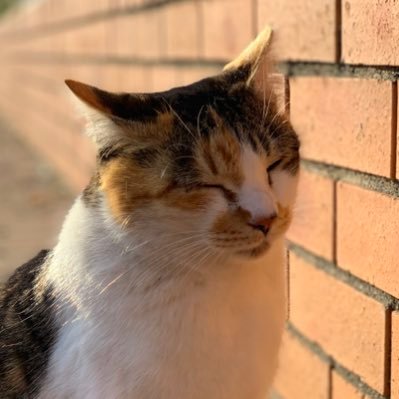 InfinitiMq's profile picture