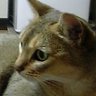 きりぼん profil fotoğrafı