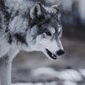 Heathen Wolf profil fotoğrafı