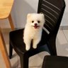 肖殿甲 profil fotoğrafı