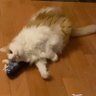 Фото профиля Nyanken