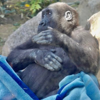 gorilla_noie's profile picture