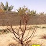﮼عادي's profile picture