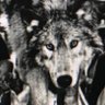 Profilbild von lone wolf