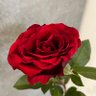Simona Gaia's profile picture