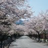 Profilbild von さくらぎ