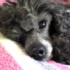 nanaoko70's profile picture