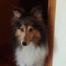 2006 KS's profile picture