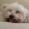 みーくん 的头像