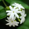 Фото профиля Keya 🦋