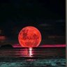 RedMoon's profile picture