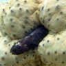 カクレニキウオ🍆 的头像