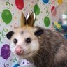 містер Опосум's profile picture