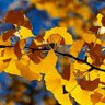 Profilbild von Lovely Ginkgo
