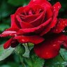 Фото профиля Judith Marie Gonzále