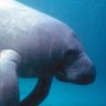 YIMBY Manatee 的头像