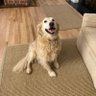 Фото профиля Deplorable Dog