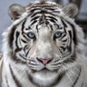 TheWhiteTiger's profile picture