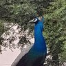 மன்னை சூரியன் 的头像