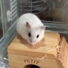 きなこ's profile picture