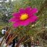 Tasnim rose's profile picture