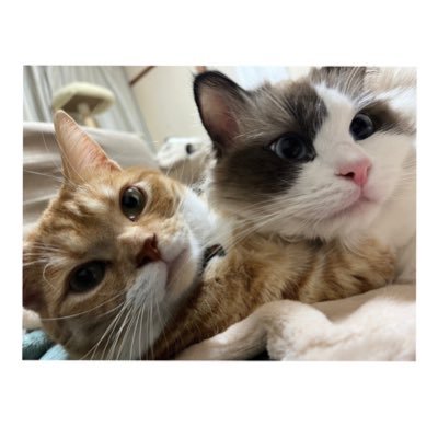 ママと愉快なfamily🐾's profile picture