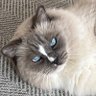 にゃみすた's profile picture