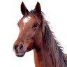 Фото профиля بيش القحطاني