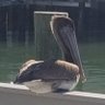 Profilbild von Pithy_Pelican 🐊