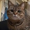 天會晴's profile picture