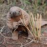 Pangolin, Lord of Bellies 的头像
