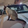 Timón sin Rumbo profil fotoğrafı