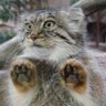 ざうるすおおぬま 的头像