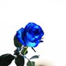 コ*ハナ profil fotoğrafı